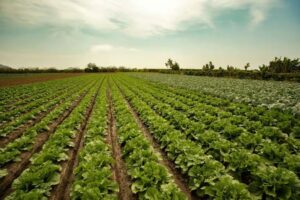 A vibrant farm showcasing diverse crops and natural landscapes.