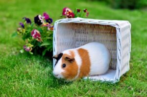 A collage of different pets like rabbits, parrots, guinea pigs, and fish.