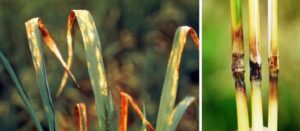 A close-up image of rice leaves showing typical spindle-shaped lesions caused by blast disease, with a rice paddy field in the background.