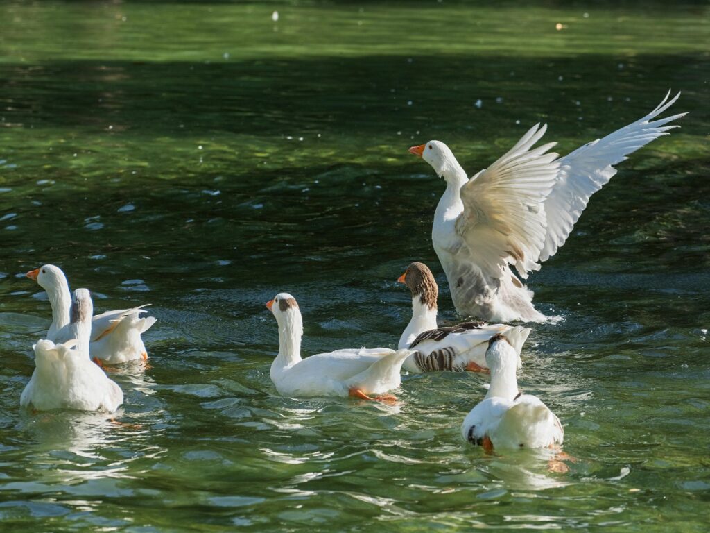 Healthy ducks in a clean farmhouse area near a pond, feeding and walking around under a shaded duck house.