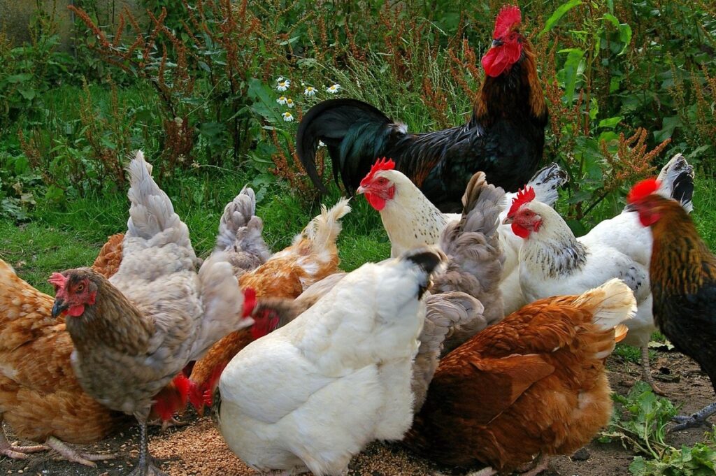 A clean poultry farm in Bangladesh with broiler chickens feeding under a well-ventilated shed, showing feeders and waterers.