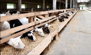 Healthy goats in a clean village farmhouse shed, feeding on green grass and dry fodder, under a raised wooden shelter.