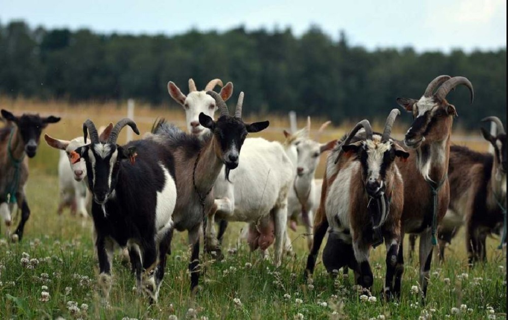 Healthy goats in a clean village farmhouse shed, feeding on green grass and dry fodder, under a raised wooden shelter.