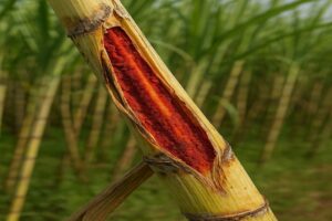 Close-up view of red rot fungal infection inside a sugarcane stalk